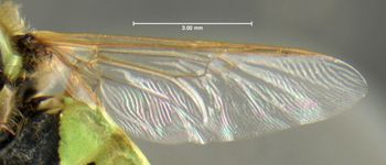 Media type: image;   Entomology 617608 Aspect: front wing
